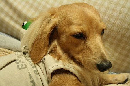 眠いなり~