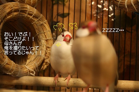 だんごとさくら1