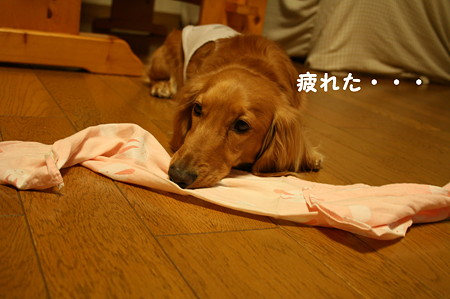 ほっかぶり隊 7