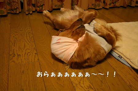 ほっかぶり隊 4
