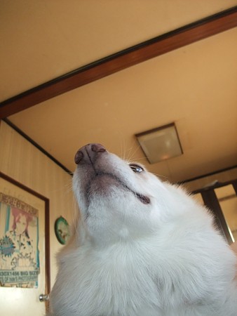 もさもさ〜