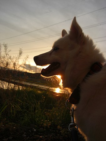 夕陽のましろ