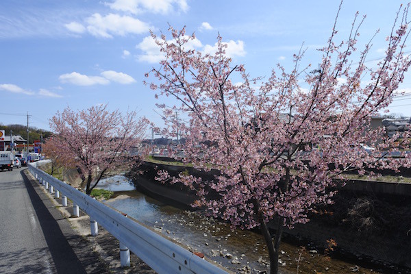 綺麗に咲いた桜並木に出会う