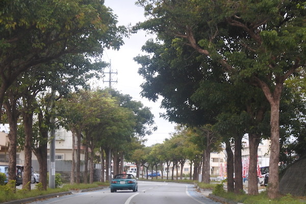 名護市内の並木も綺麗
