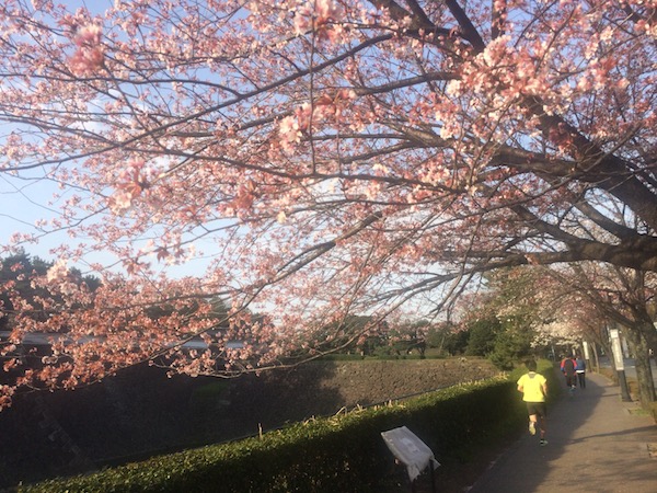 北桔橋門に向かって登る道では桜と石垣のコンビを楽しむ