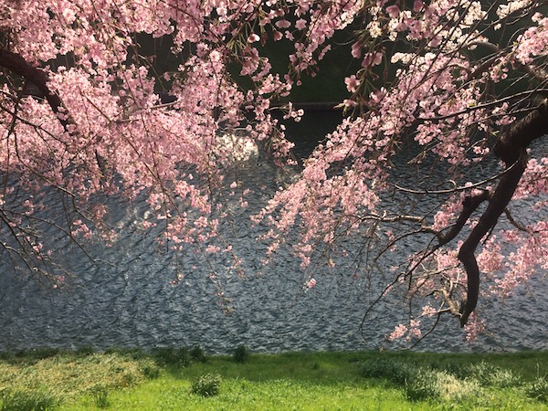 千鳥ヶ淵公園が最も華やかな見所？