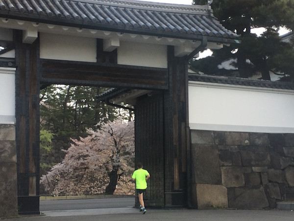 桜田門をくぐろうとすると門の向こうに立派な桜