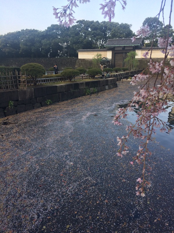 これも花筏？