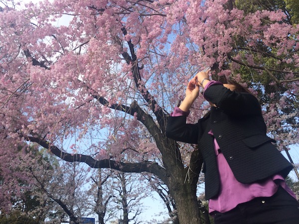 スマホで桜を撮影する人もたくさんいました。