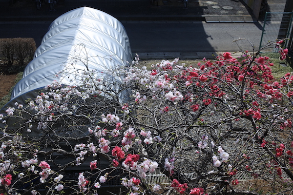 桃の花とテント車庫