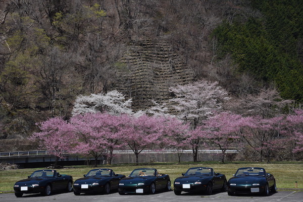 桜が満開の素敵な道の駅