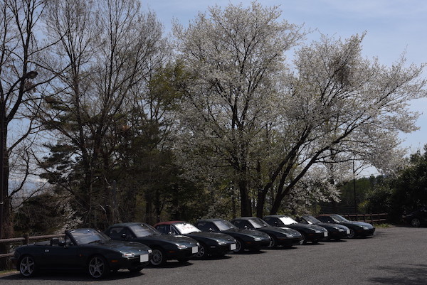 桜吹雪をくぐって駐車場へ
