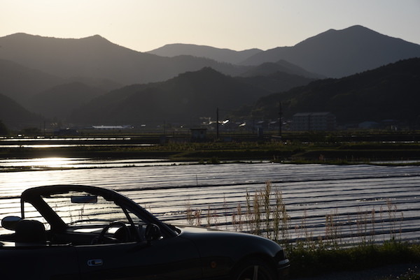 夕日に光る生姜畑と