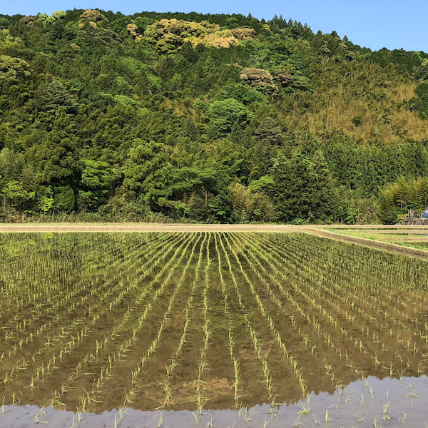 鏡の様な田んぼの水面
