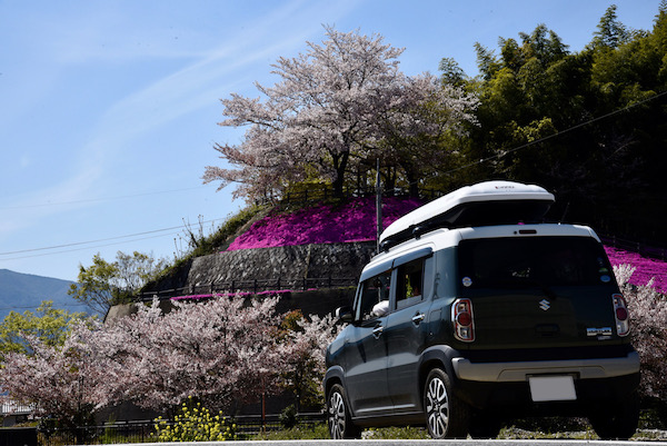 桜と芝桜とハスラー