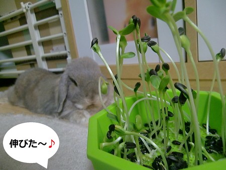 芽を出せ1