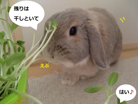 新芽5