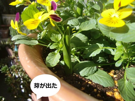 朝2