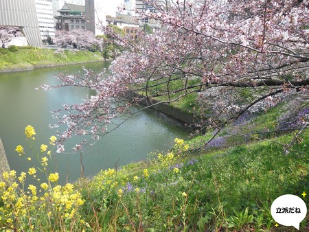 お花見1