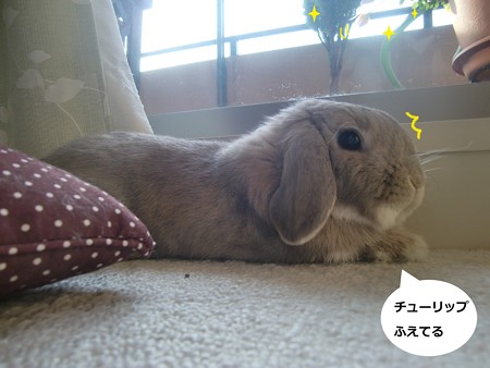 咲いた2