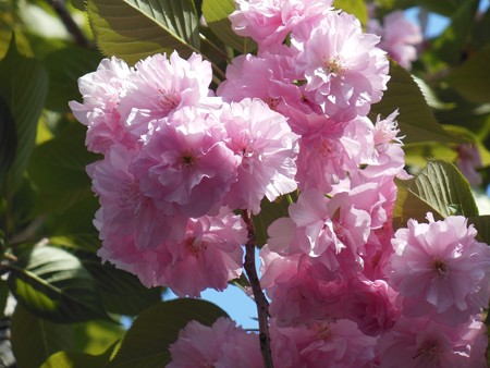 八重桜2