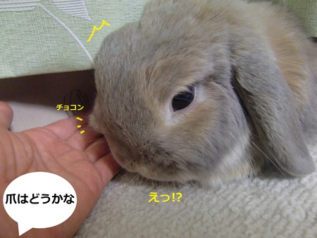 みつけた4