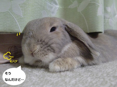 みつけた6