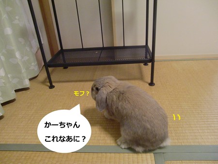 園芸2