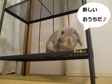 園芸4