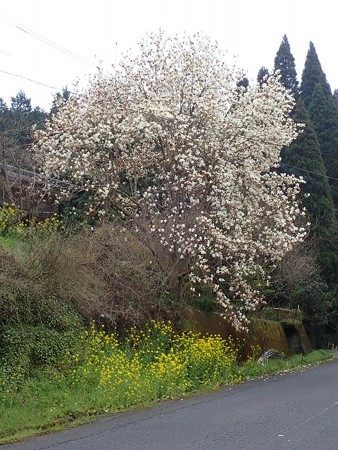 31 3 鹿児島 さつま町辺りの花 1
