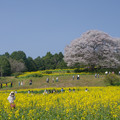 Photos: 馬場の山桜♪