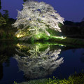 Photos: ジラカンス桜♪