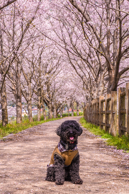 Photos: 筑前町炭焼池公園の桜♪