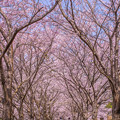 Photos: 筑前町炭焼池公園の桜♪2