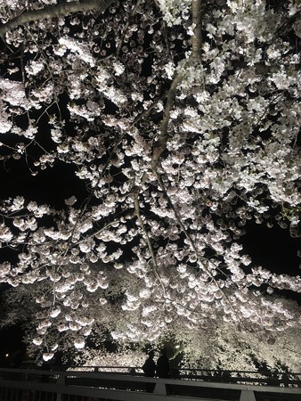 野川の桜　ライトアップ　2016 　ー１ー