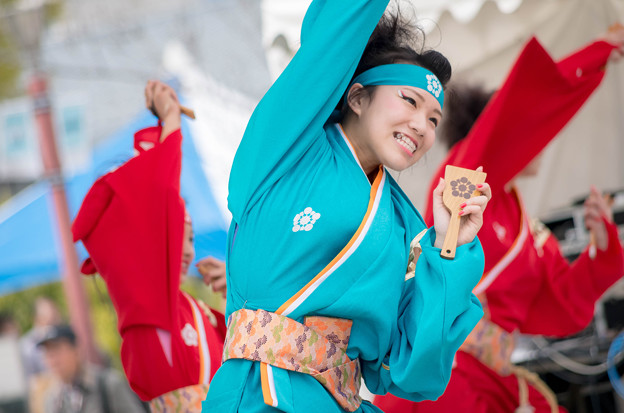 京都さくらよさこい2016 金澤こまち