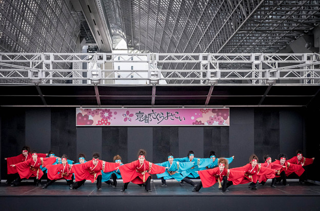 京都さくらよさこい2016 金澤こまち