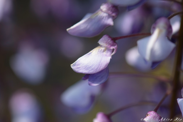 D75_1355