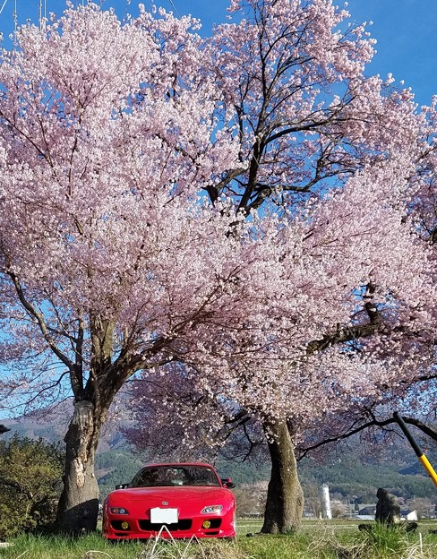 写真: 桜花とFD（２）