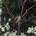 Photos: コウラウン