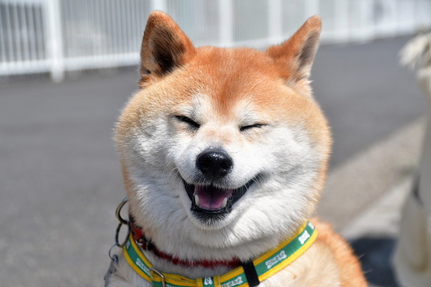 笑う犬 写真共有サイト フォト蔵
