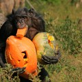 Photos: ハロウィンのチンパンジー