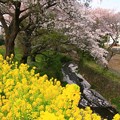 783 桜川緑地 日立市