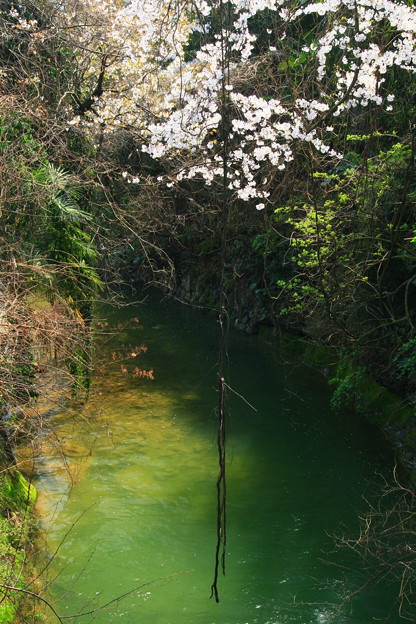 Photos: 大雄院の淵 宮田川