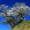973 石名坂の大島桜
