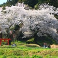 548 油ヶ崎 稲荷神社の桜