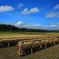 164 十王の田んぼ