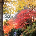 614 専照寺の紅葉
