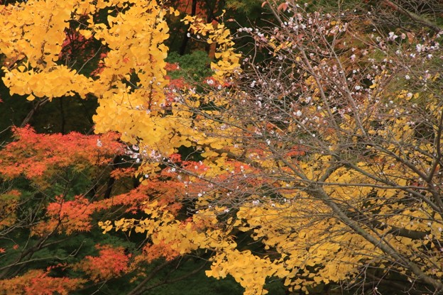 Photos: 桜と銀杏と紅葉