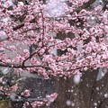 Photos: 261 日立紅寒桜